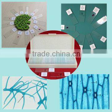 Prepared microscope slide botony pathology thin section plants disease