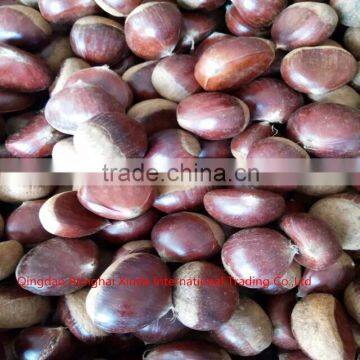 Wholesale price fresh chestnut on sale and Chinese fresh chestnut