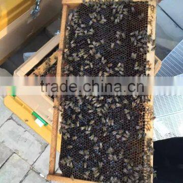 Multifunctional Langstroth Plastic Bee Hive photo-1
