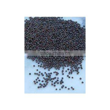 INDIAN MUSTARD SEEDS