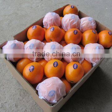 Navel orange in wholesale