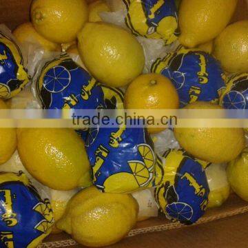 FRESH LEMON ( Adalia - Verna - Green Lime )