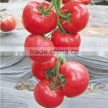 Hybrid F1 Tomato seeds for planting- Peking T316