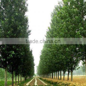 Outdoor plant silverleaf poplar seedling