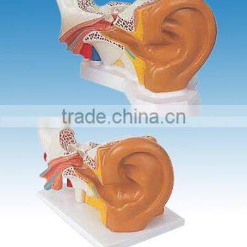 Human Ear Model