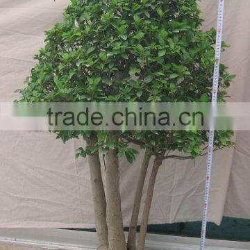 Ficus Trees Farms