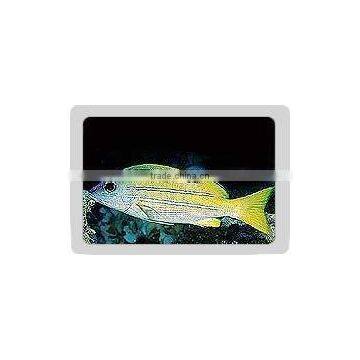 Blue stripe snapper