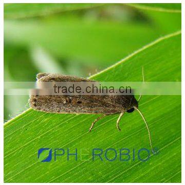 Pheromone lures of Prodenia litura with trap set