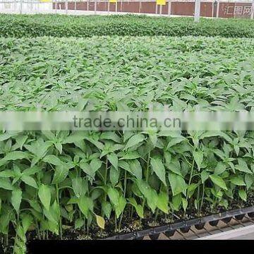 Newest Crazy Selling Black Seedling Tray photo-5