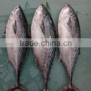 Frozen New Fish Bonito Tuna Whole photo-2