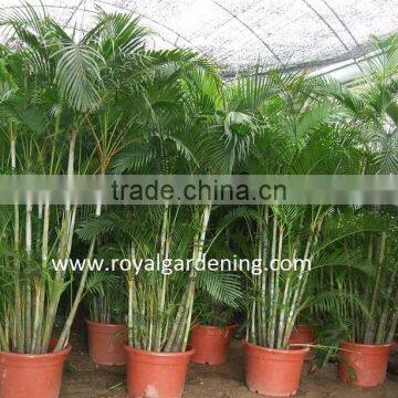 Areca Palm (Chrysalidocarpus Lutescens) Yellow Butterfly Palm photo-3