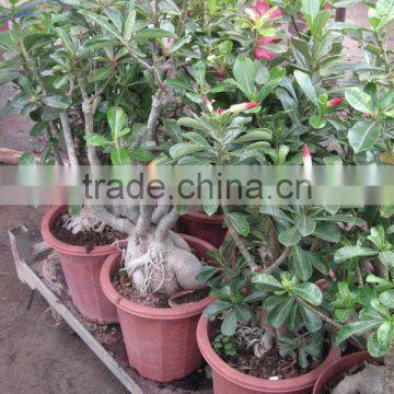 Adenium Obesum Desert Rose photo-2