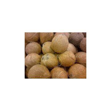 sell semi husk coconut - Vegion Biotech Co., Ltd