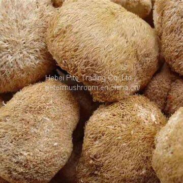 Dried Edible Mushroom Fungus Hericium Mushroom