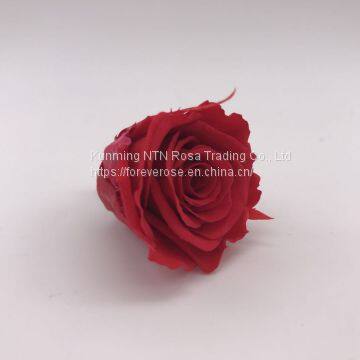 A Grade Everlasting Fresh Flower Decoration Rose Preserved Rose Head photo-3