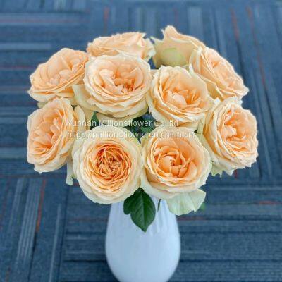 Natural Fresh China Rose Bouquet Fresh Cut Flower Best Quality Grade a Decorative 20PCS/Bundle photo-3