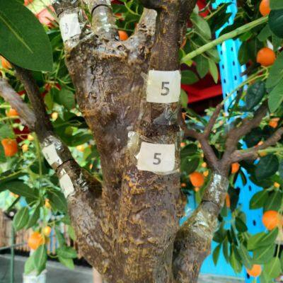 Commercial Grade Fake Tangerine Tree - 2.5M Lifelike Evergreen for Hotel Lobby & Resort, Fire Retardant photo-3