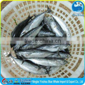 Haibu ship frozen grease Cheap Bonito Frozen fish