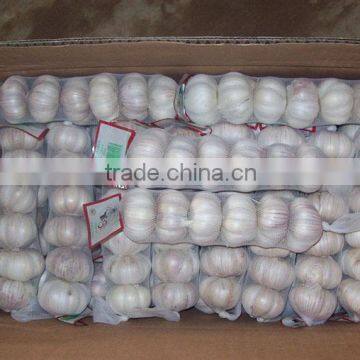 Red Garlic and Store Garlic Price 2016'' ( hot sales)