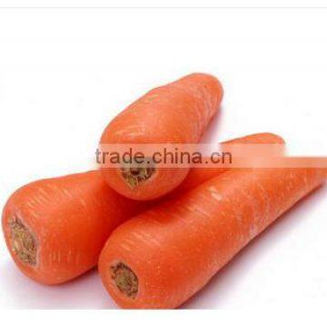 Fresh Indian Carrots