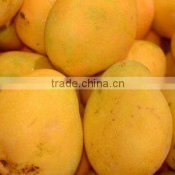 Best Quality Fresh Mango
