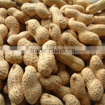 peanut in shell from China