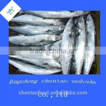 Frozen mackerel fish spanish mackerel