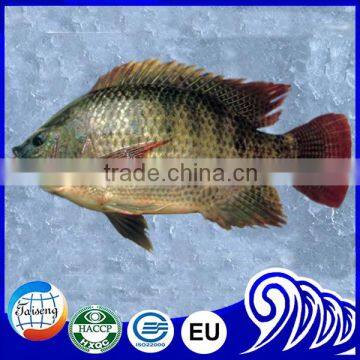 Frozen Tilapia Fish Buyer