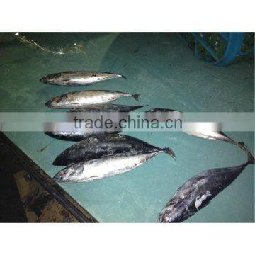 Frozen fish food distributors from China