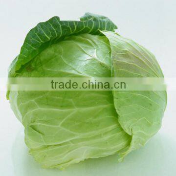 Round cabbage for export