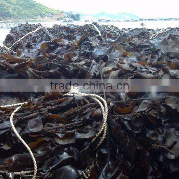 All Types of Seafood Dried Seaweeds,hot Sale Kelp,dried Laminaria,seaweed Price Raw Kelp,dried Kale