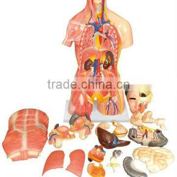 MEDICAL AND TEACHING MODEL-DUAL-SEX HUMAN TORSO WITH HEAD MODEL LM1256-3