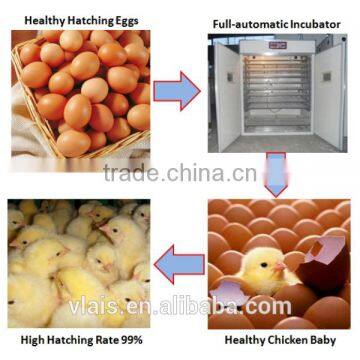 1056 eggs incubator Fertile fresh Hatching Chicken Egg