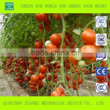 Advanced Agricultural Greenhouse for Vegetable photo-2