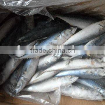 frozen pacific saury in fish