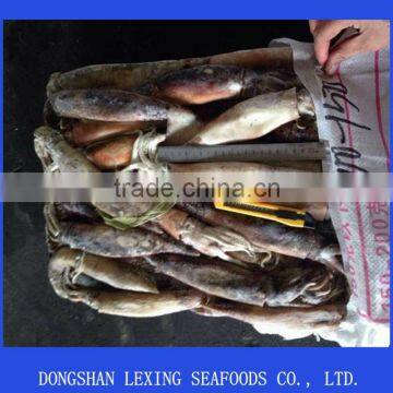 frozen good quality WR illex squid for bait