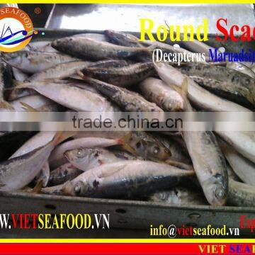 FROZEN MARUADSI WHOLE ROUND (ROUND SCAD) photo-2
