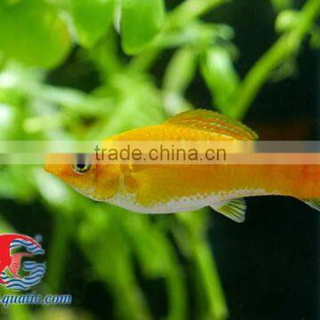Snow White Sailfin Molly Fish for Freshwater Aquarium Tank photo-2