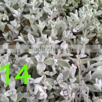 Succulent Plant Kalanchoe Eriophylla Snow photo-3