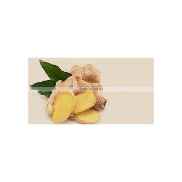 Zingiber Officinale Extract photo-4