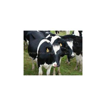 Sell Pregnant Holstein Heifers and Other Dairy Cattle