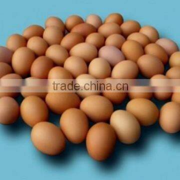 VIET NAM Fresh Brown Chicken Eggs photo-3