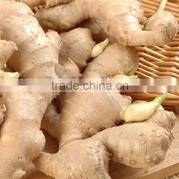 100 Pure Natural Organic Ginger Essential Oil