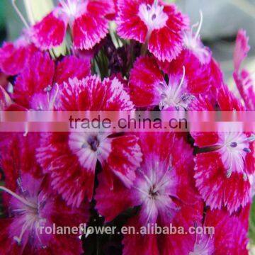 fresh aubergine dianthus chinensis flower