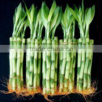 Indoor Plants 20cm Straight Lucky Bamboo Live Plants