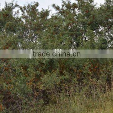 High-quality Seabuckthorn Fruit Oil,essential Oil, Wild Plant Oil photo-4