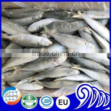 Very Fresh Sea Frozen Horse Mackerel for Sale photo-6