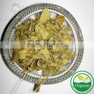 Organic Moringa Oleifera