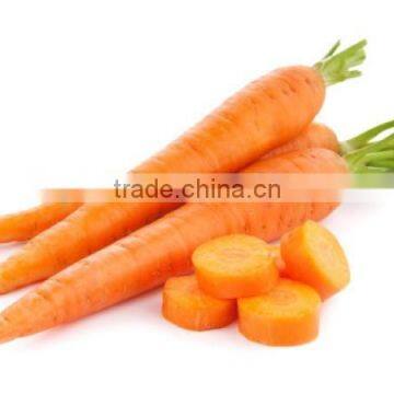 new season fresh cheap price carrot from China