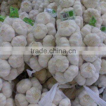 High quality Chinese garlic crop